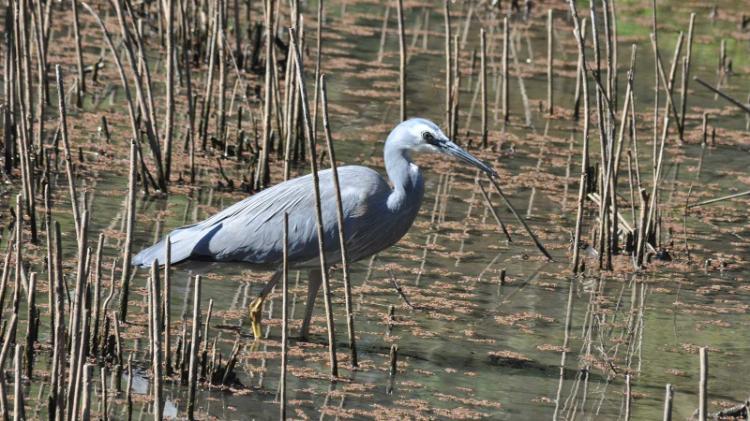 White faced heron