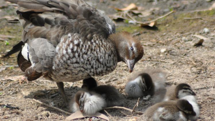 Wood duck with chicks