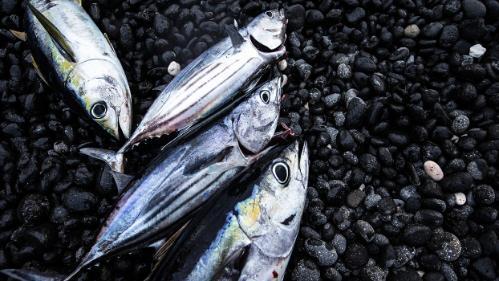 Tuna ANCORS