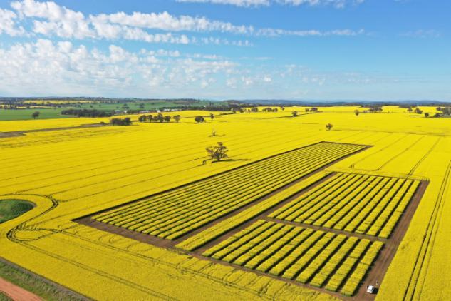 IRC2023-Yellow Canola Field Illustration+