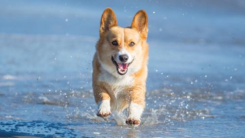 This is a picture of a corgi dog, representing CORGI for Change of Resolution in GLM Inference