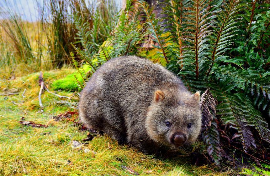 The statistical framework WOMBAT is named after the Australian marsupial, pictured here near Cradle Mountain in Tasmania, Australia. Photo by Meg Jerrard.