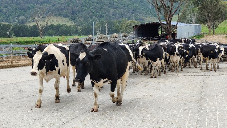 Group of dairy cows on a farm