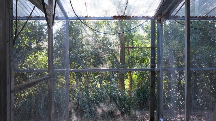 Trees and brushes in a net like closure
