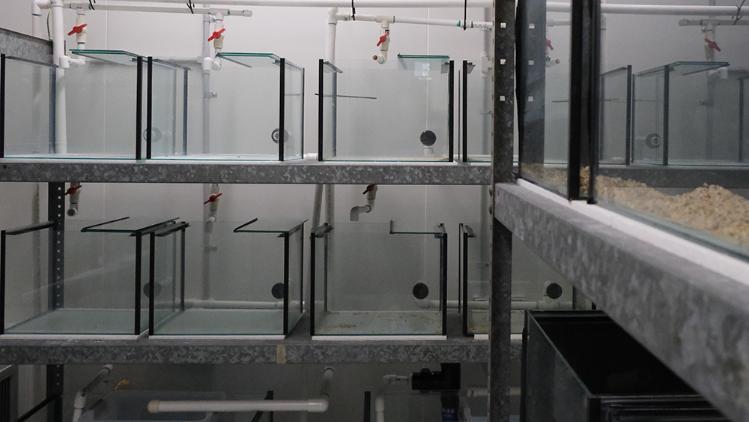 See through containers on shelves.