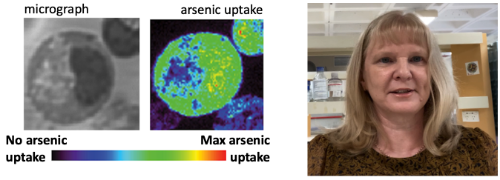 Carolyn Dillon Molecular Horizons Researcher