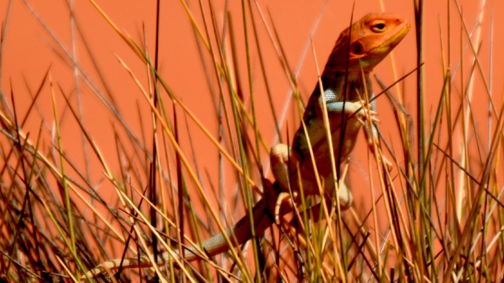 Lizard standing upright in green with an orange background.
