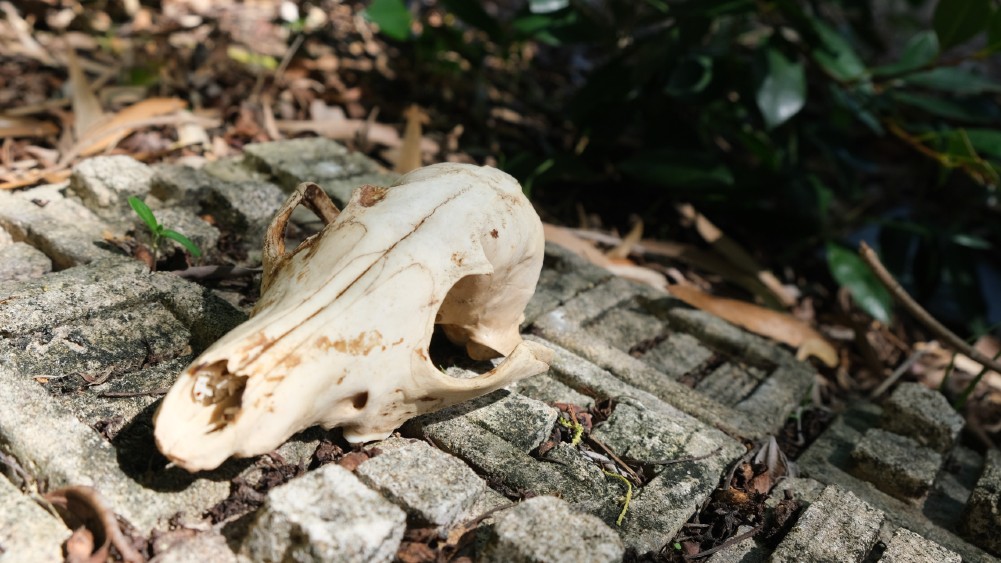 Red fox's skull on grey coloured rocks.