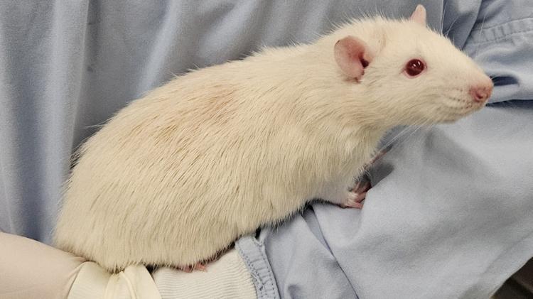 A person holding a white rat