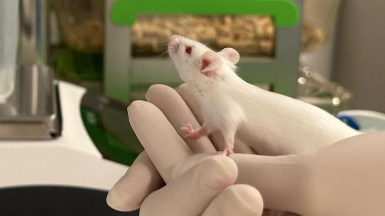 A white mouse on a person