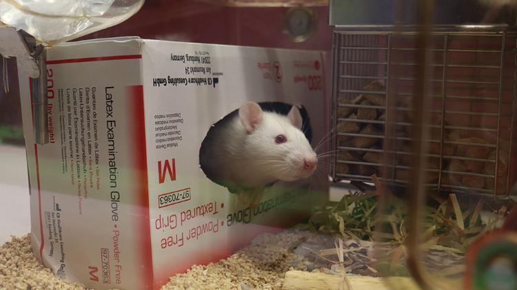 Rat in a holding box, poking its head out of a tissue box