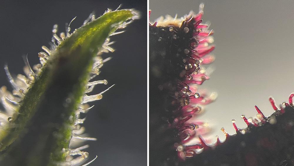 Cannabis-trichomes under microscope