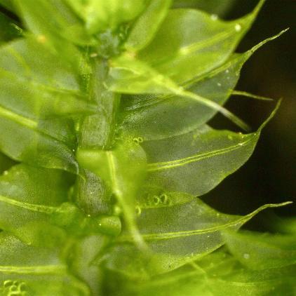 Mosses survive without specialised transport tissue because their leaves, pictured here, are only one cell thick, and can absorb water and nutrients by diffusion