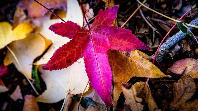 Bright purple autumn leaf laying on brown autumn leaves