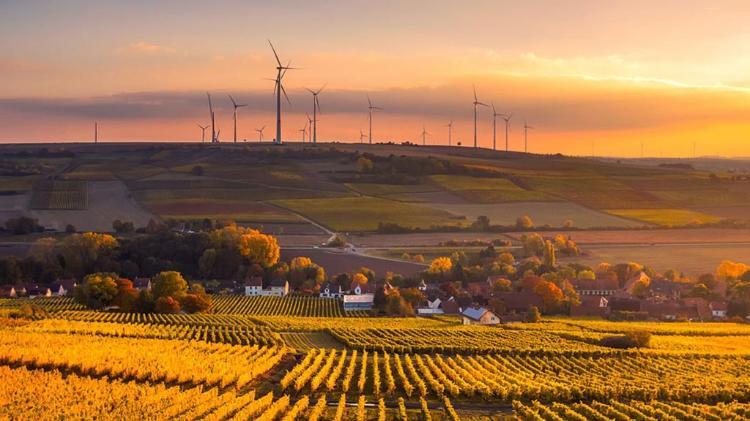 Field of corn with wind turbines on horizon