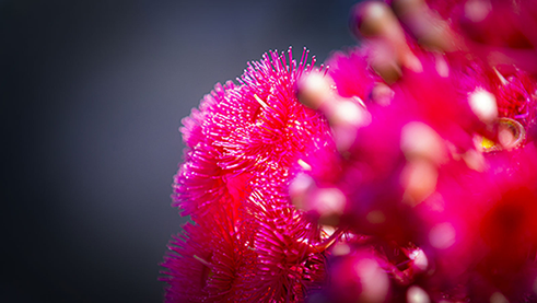 Flowers - Generic
