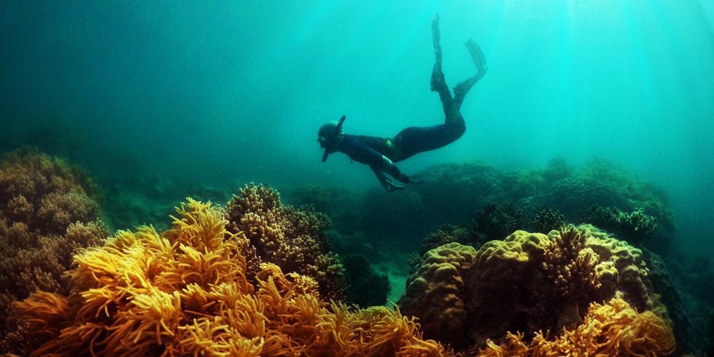 A diver inspecting the Great Barrier Reef