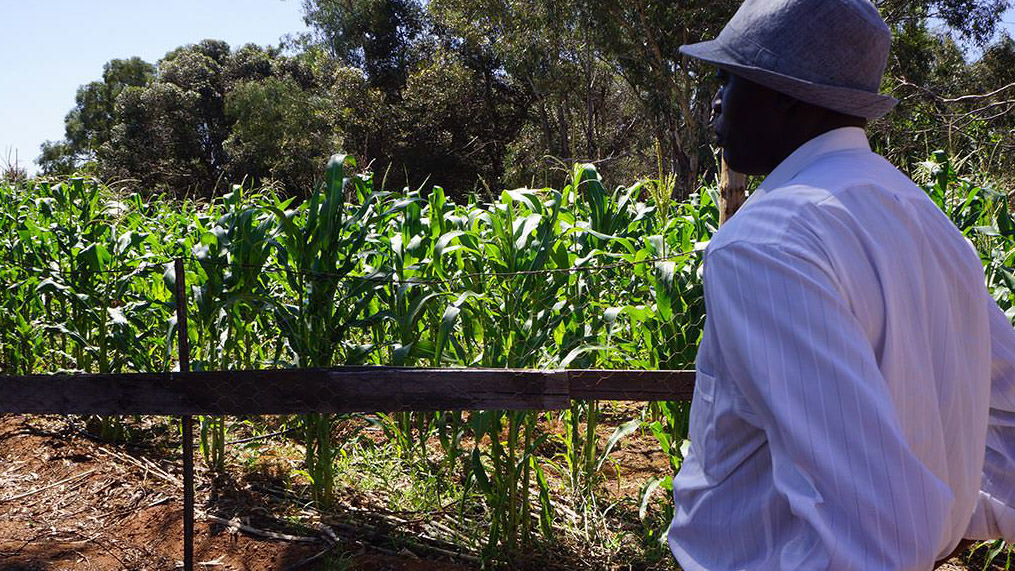 Man looking out onto fields