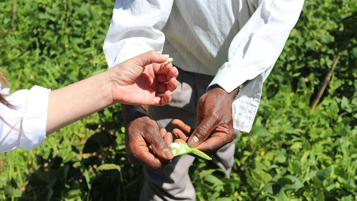 people opening pea pods