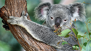 Koala sitting in a tree