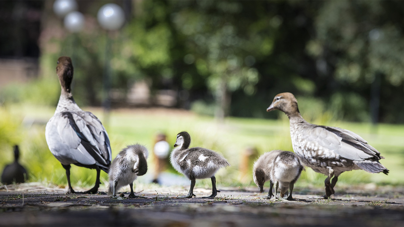 Ducks on campus