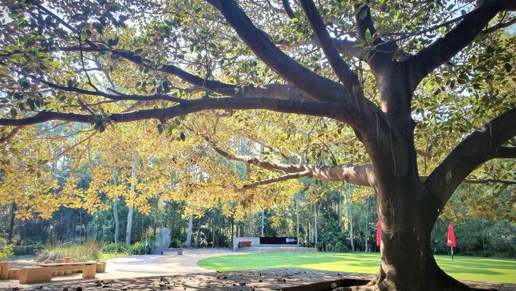 A large tree with yellow leaves overhangs a timber deck and lawn nearby the duckpond.