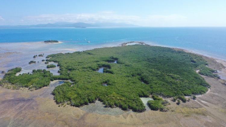 An aerial shot of rich green mangroves in the ocean