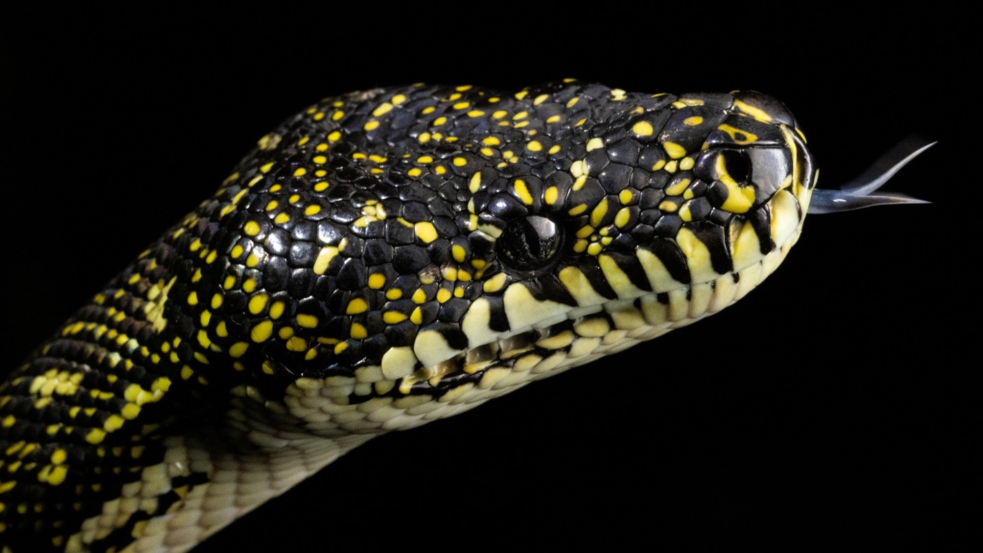 Diamond python (Morelia spilota): Non‑venomous and relatively common; can be seen by day or night in trees, sheds or roofs. Photo: Dr Damien Esquerré.