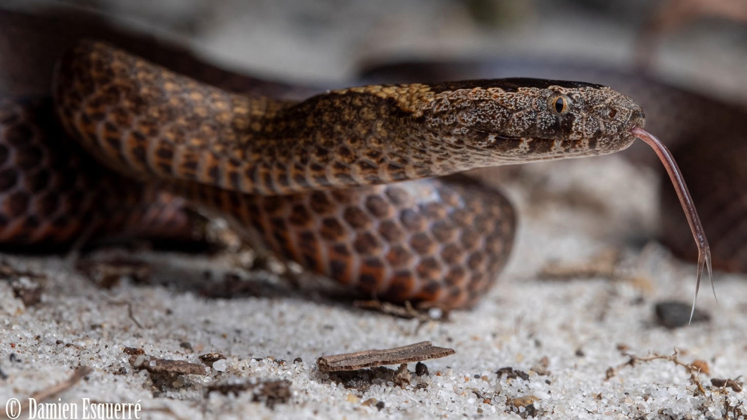 Golden‑crowned snake (Cacophis squamulosus), a mildly venomous species, is very across the region and is nocturnal, often seen on warm, wet nights. Photo: Dr Damien Esquerré.