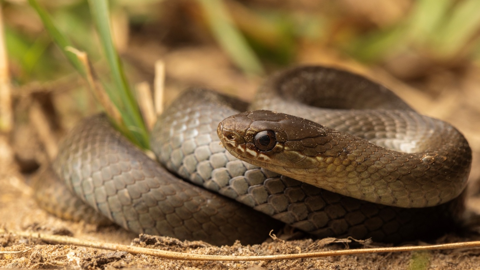 Marsh snake (Hemiaspis signata), a nocturnal and shy species, usually close to damp habitats. Photo: Dr Damien Esquerré.