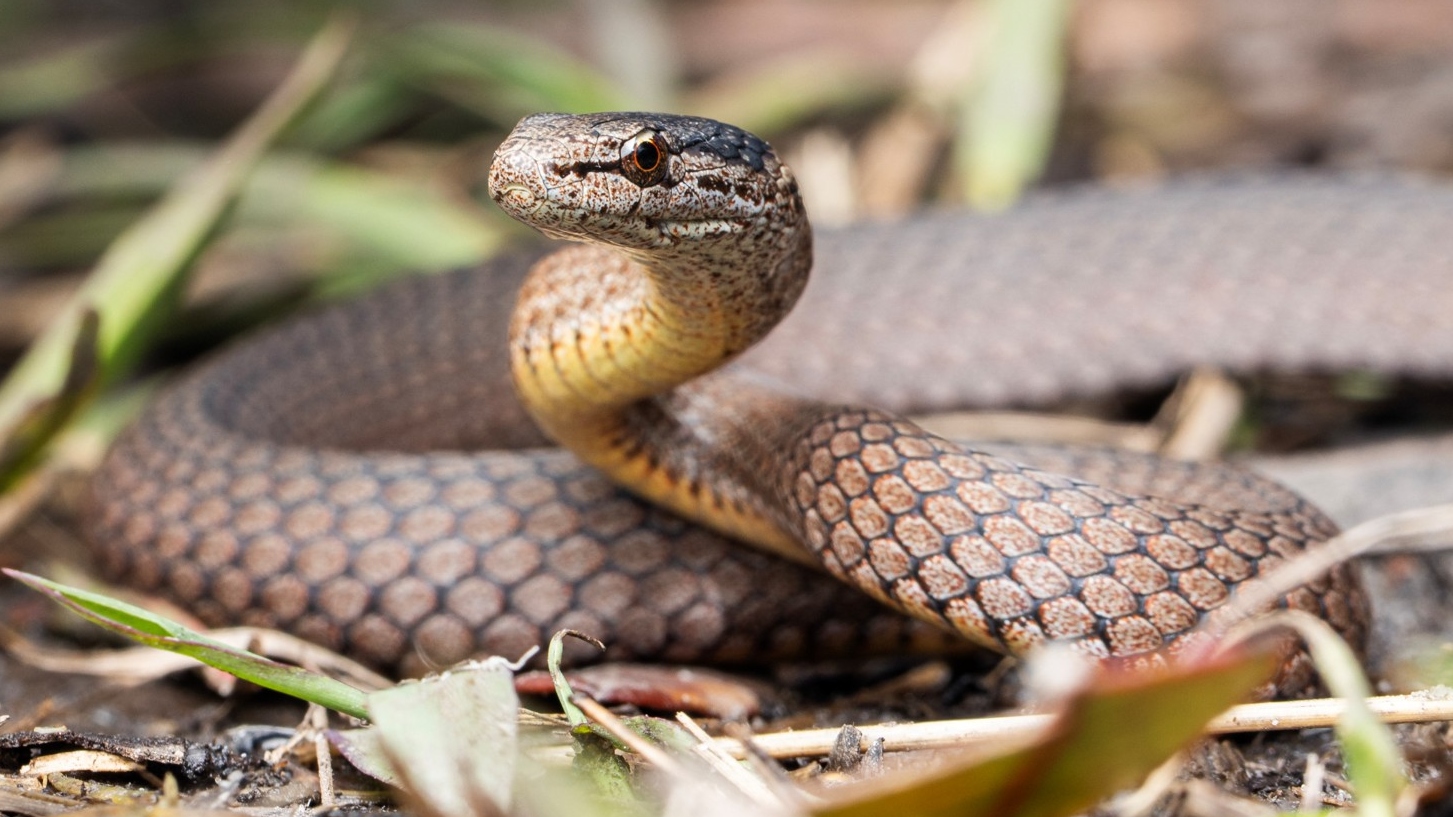 Mustard‑bellied snake (Drysdalia rhodogaster), a mildly venomous species, nocturnal. Photo: Dr Damien Esquerré.