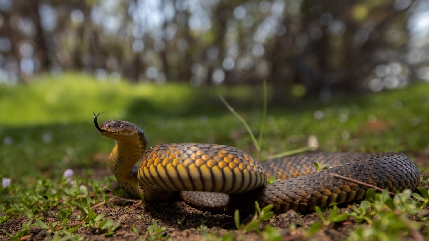 Tiger snake (Notechis scutatus), a dangerously venomous species, often found near wetlands, dams and other water bodies, mostly active during the day. Photo: Dr Damien Esquerré.