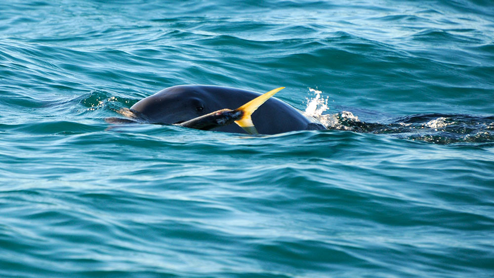 Bottlenose dolphin with a recently captured fish. Photo by KJ Peters.