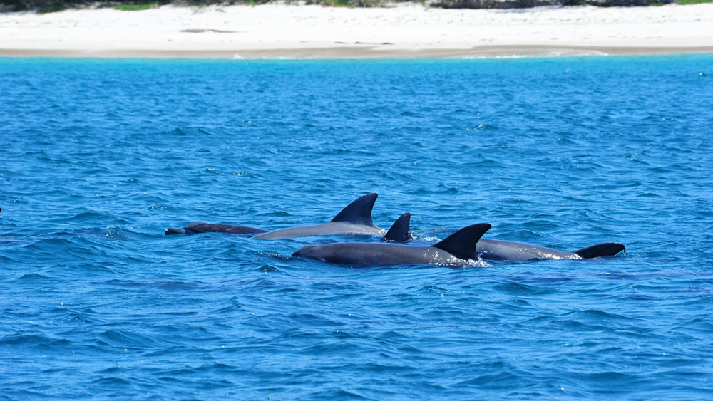 Bottlenose dolphin pod in Jervis Bay, NSW. Photo by KJ Peters.