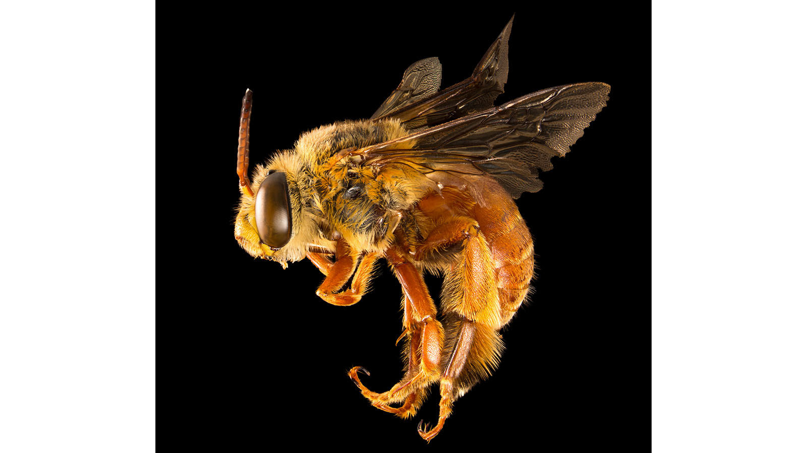 A bee on a black background