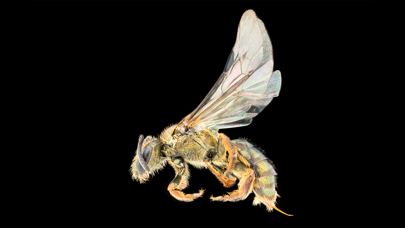 A bee on a black background