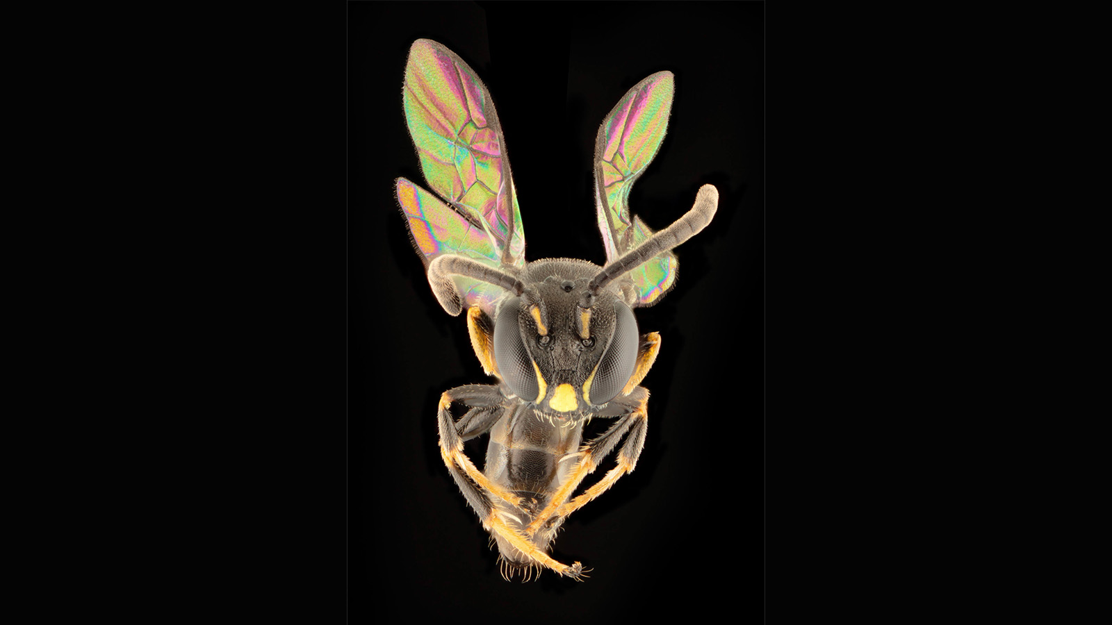 A bee on a black background