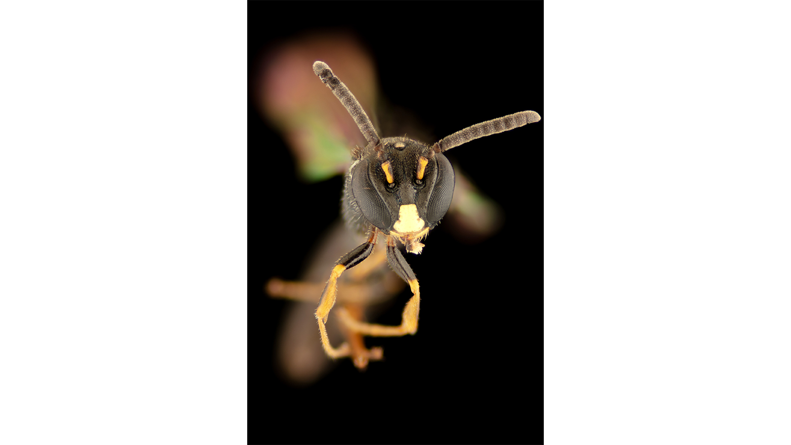 A bee on a black background