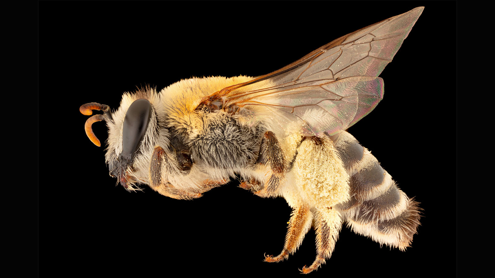 A bee on a black background