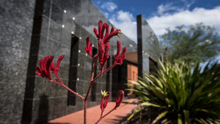 Flowers at Bega Campus