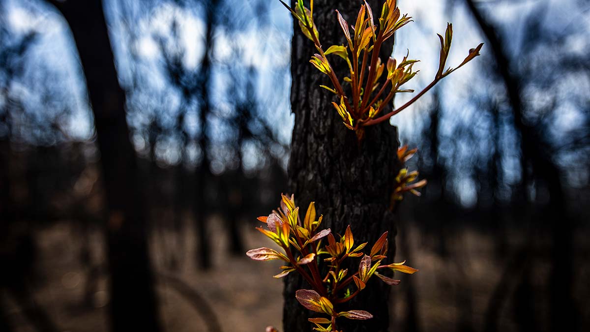 Tree recovering from bushfire