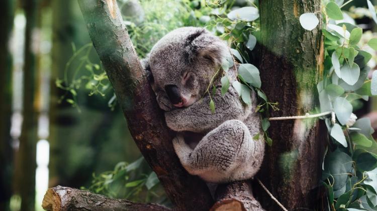 Koala sleeping in a tree