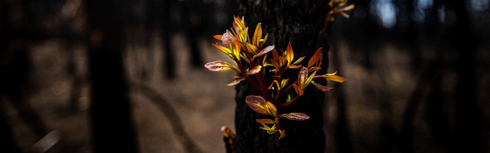 Renewed leaves on tree after being burnt out