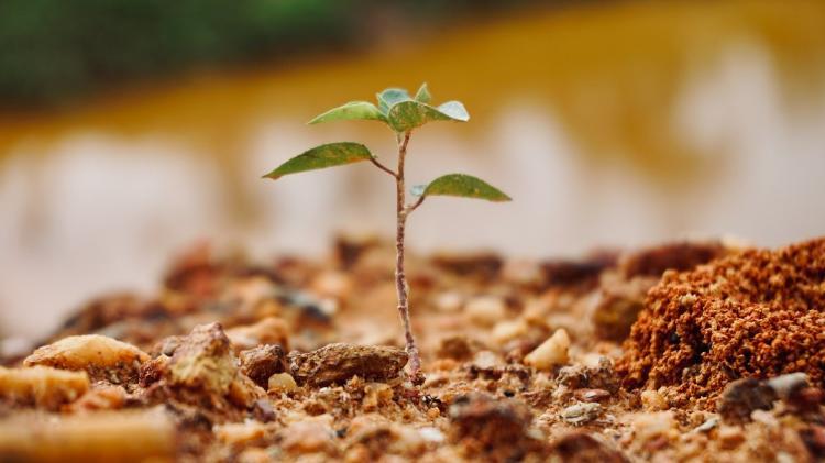 Small tree with three green leaves planted in brown ground
