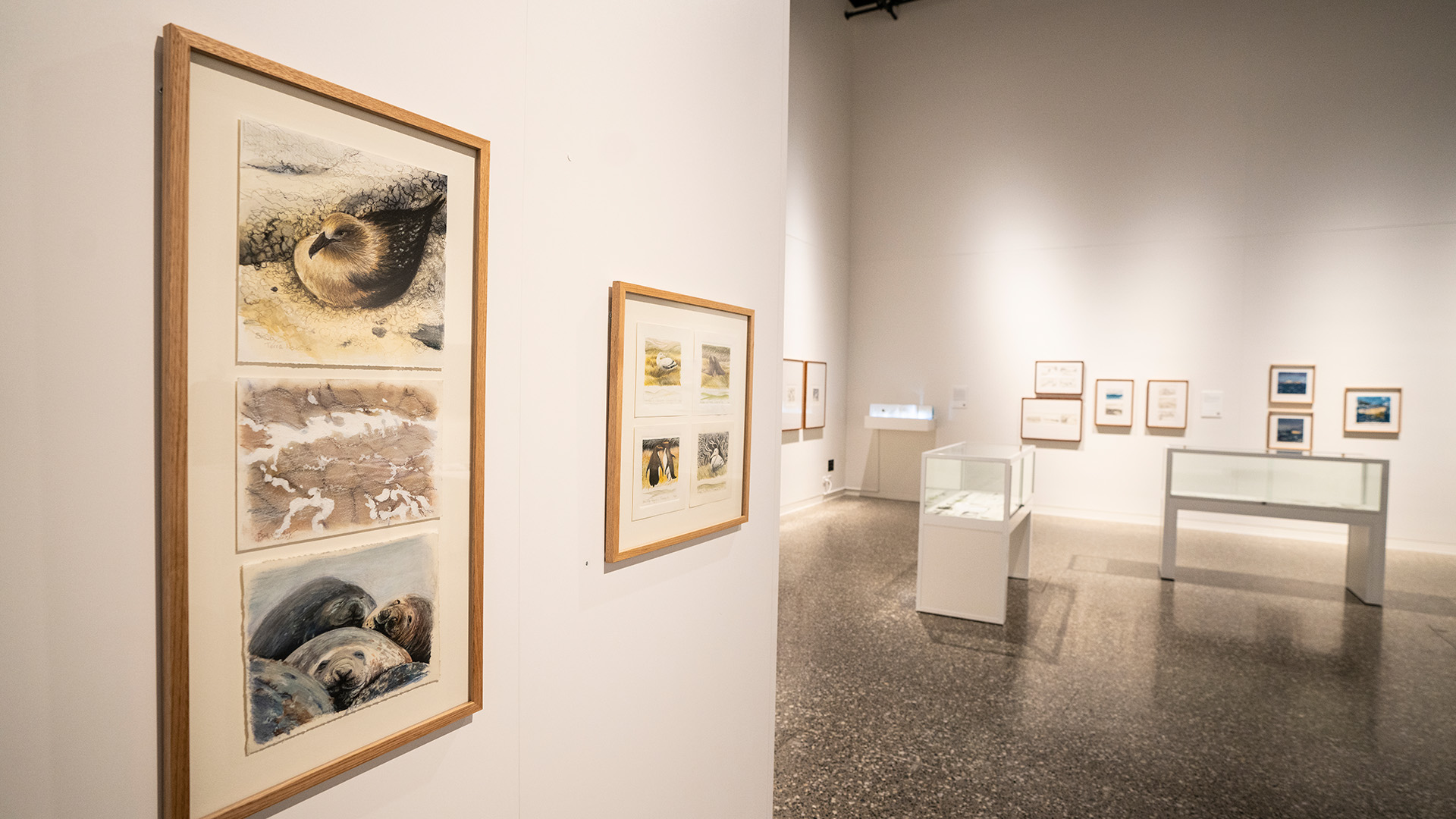 Art gallery interior with framed nature and wildlife paintings on white walls. Display cases hold items, creating a calm, contemplative atmosphere.