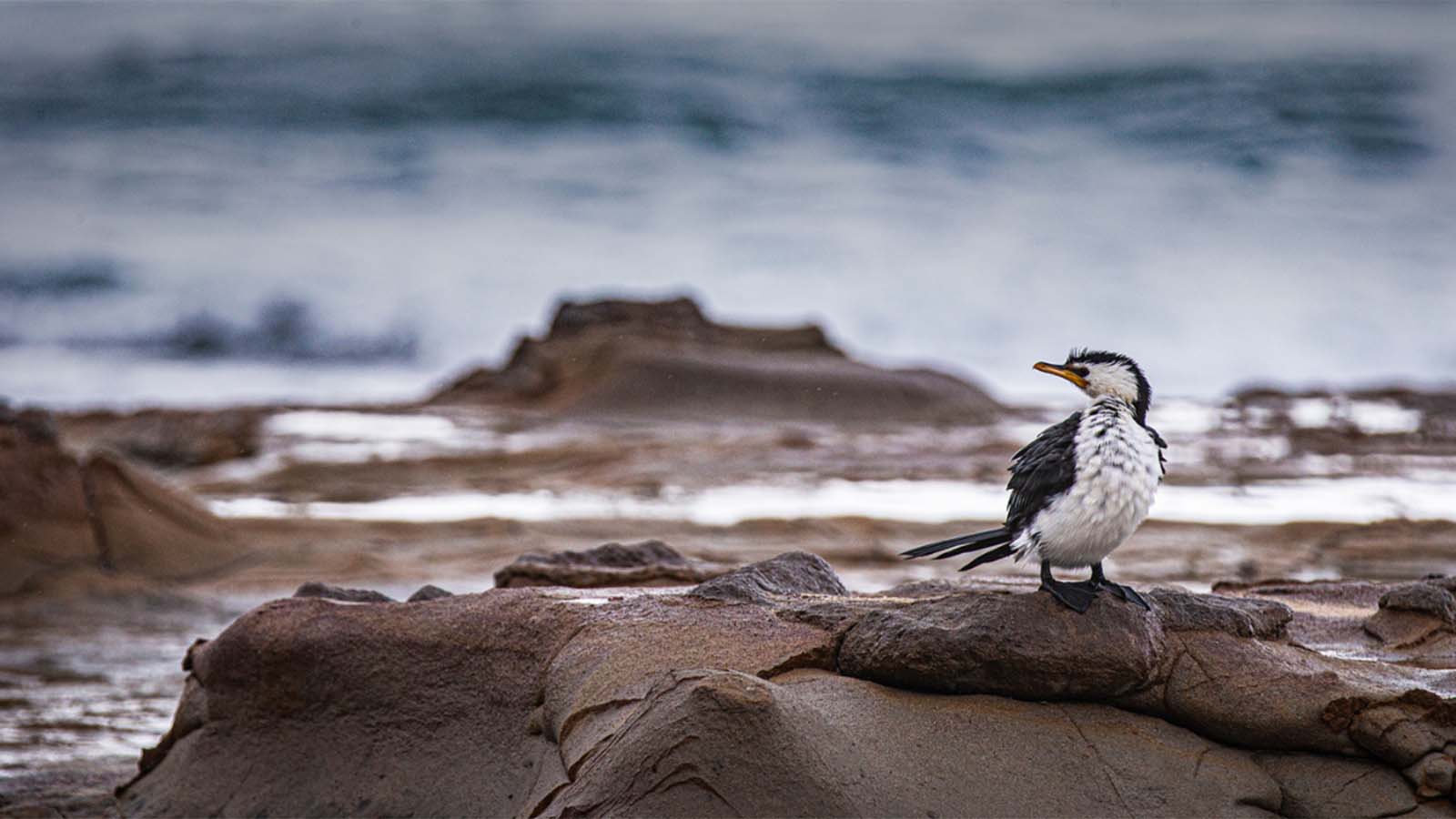 bird on rock in front of ocean