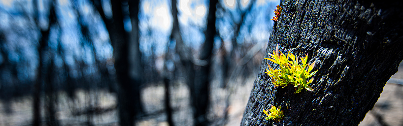 new growth showing on trees following a bushfire