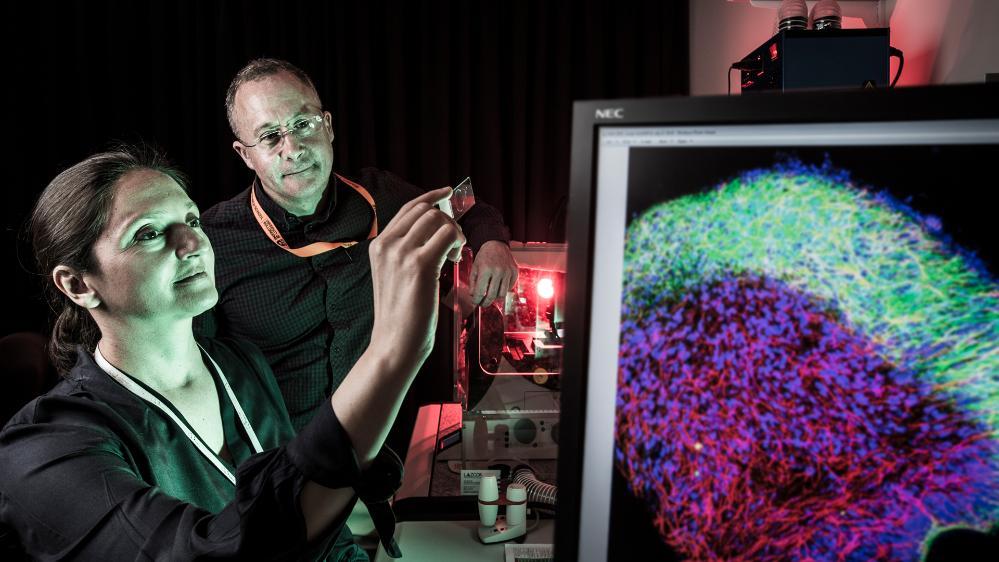 Eva Tomaskovic-Crook and Jeremy Crook look at human stem cells projected on to a computer screen