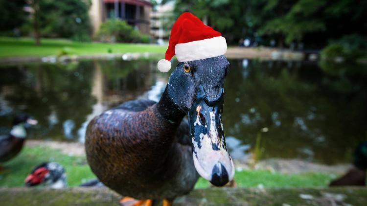 duck wearing a santa hat