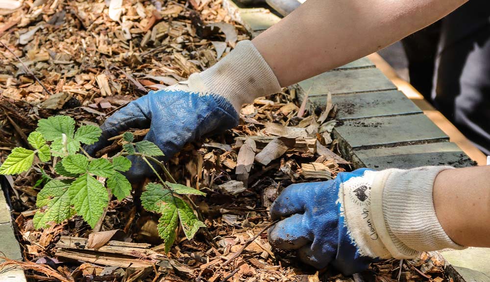 gloved hands planting seedlings in a planter box